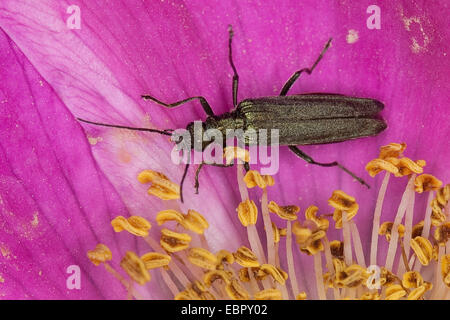 Dicken Beinen Blume Käfer (Oedemera Virescens), sitzen auf einer Rosenblüte, Deutschland Stockfoto