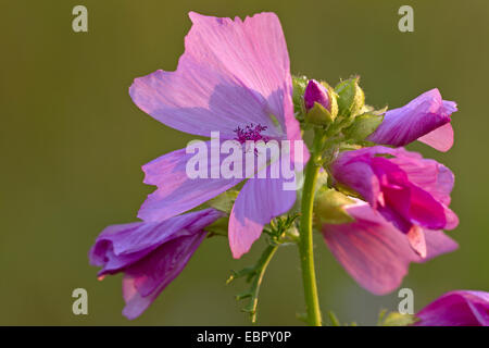 Moschusmalve, Moschus Cheeseweed (Malva Moschata), Blumen bei Gegenlicht, Deutschland, Schleswig-Holstein Stockfoto