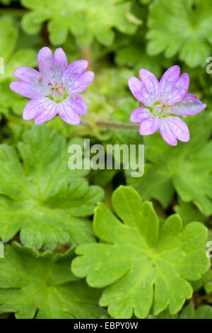 Dove-Fuß Storchschnabel (Geranium Molle), blühen, Dänemark, Jylland Stockfoto