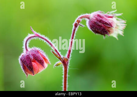 Purple Avens, Wasser Avens (Geum Rivale), Blumen, Deutschland, Rheinland-Pfalz Stockfoto