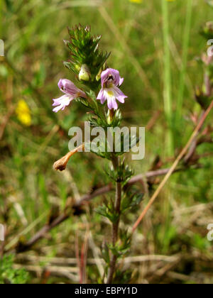 Medikament Augentrost (Euphrasia Stricta), blühen, Deutschland, Nordrhein-Westfalen Stockfoto