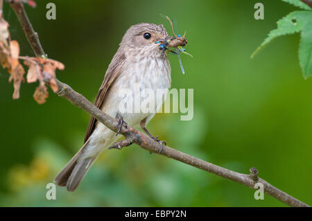 Grauschnäpper (Muscicapa Striata), mit Beute in Rechnung, Deutschland, Niedersachsen Stockfoto