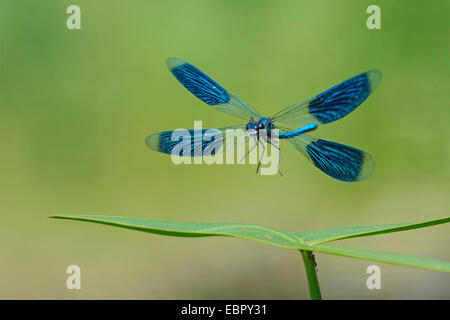 Schwarzflügel gebändert, gebändert Agrios, Gebänderten Prachtlibelle (Calopteryx Splendens, Agrios Splendens), Landung auf einem Blatt, Deutschland, Niedersachsen Stockfoto