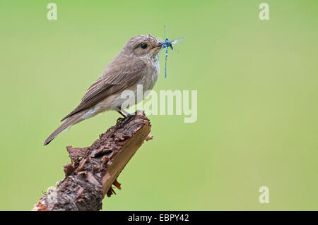 Grauschnäpper (Muscicapa Striata), mit Beute in der Rechnung, Deutschland, Niedersachsen Stockfoto