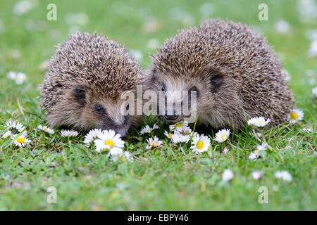 Westlichen Igel, Europäische Igel (Erinaceus Europaeus), paar in einer Blumenwiese mit Gänseblümchen, Deutschland, Niedersachsen Stockfoto