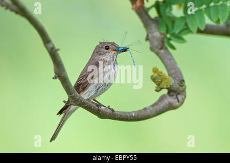 Grauschnäpper (Muscicapa Striata), mit Beute in Rechnung, Deutschland, Niedersachsen Stockfoto