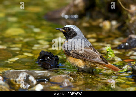 Gartenrotschwanz (Phoenicurus Phoenicurus), Baden, Männlich, Deutschland Stockfoto