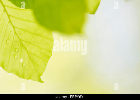 Rotbuche (Fagus Sylvatica), junges Blatt mit Tau fällt, Deutschland, Baden-Württemberg, Odenwald Stockfoto