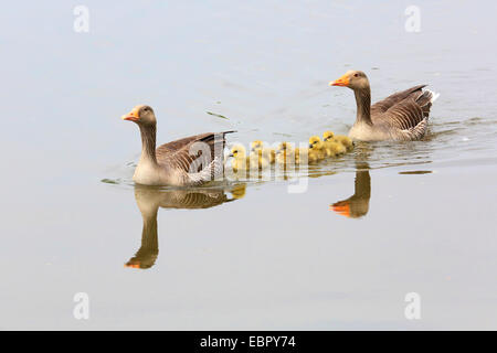 Graugans (Anser Anser), Graugänse mit Gans Küken im Wasser, Deutschland Stockfoto