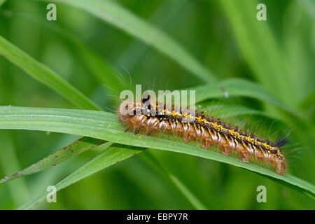 Der Trinker (Philudoria Potatoria, Euthrix Potatoria), Raupe, Deutschland Stockfoto
