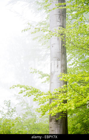 Rotbuche (Fagus Sylvatica), Stamm und Zweige im Morgennebel, Deutschland, Baden-Württemberg, Odenwald Stockfoto