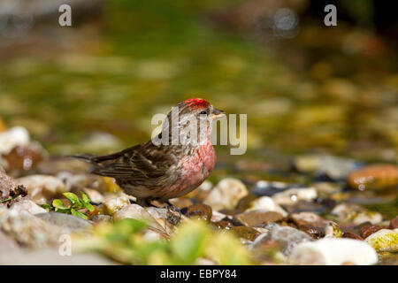 Redpoll, gemeinsame Redpoll (Zuchtjahr Flammea, Acanthis Flammea), Männlich, trinken bei der Brookside, Deutschland Stockfoto