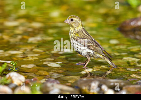 Girlitz (Serinus Serinus), weibliche am Badeplatz, Deutschland Stockfoto