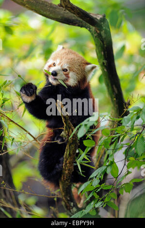 kleinere Panda, roter Panda (Ailurus Fulgens), auf einem Zweig sitzen und Essen Stockfoto