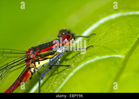 große rote Damselfly (Pyrrhosoma Nymphula), männliche ruht auf einem Blatt, Deutschland Stockfoto