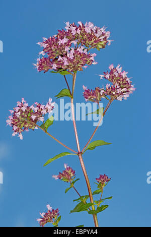wilde Origanum, wilden Majoran (Origanum Vulgare), blühen gegen blauen Himmel, Deutschland Stockfoto