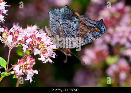 Pfau Motte, Pfau (Inachis Io, Nymphalis Io), auf wilde Origanum, Deutschland Stockfoto