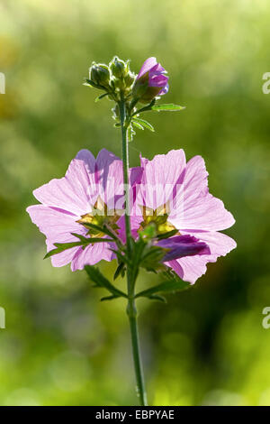 Moschusmalve, Moschus Cheeseweed (Malva Moschata), Blumen bei Gegenlicht, Deutschland, Nordrhein-Westfalen Stockfoto