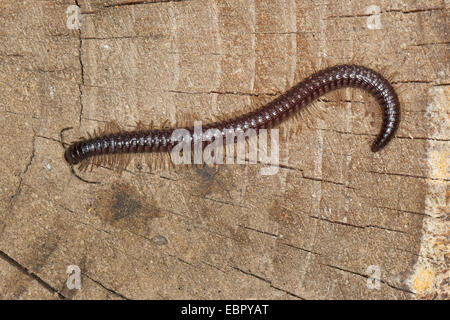 Tausendfüßler (Callipus Sorrentinus), auf einen Baum zu ergattern, Frankreich, Corsica Stockfoto