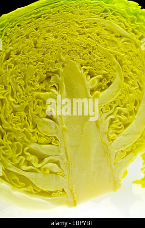 Wirsing Savoy Kohl (Brassica Oleracea Convar. Capitata var. Sabauda), halbiert Stockfoto