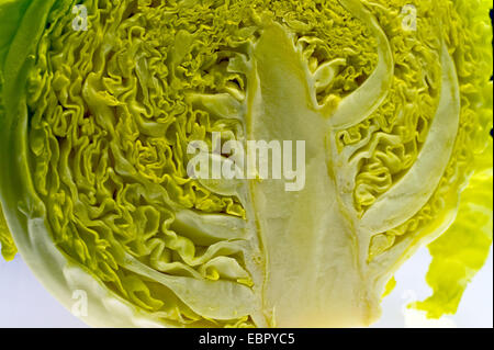 Wirsing Savoy Kohl (Brassica Oleracea Convar. Capitata var. Sabauda), halbiert Stockfoto