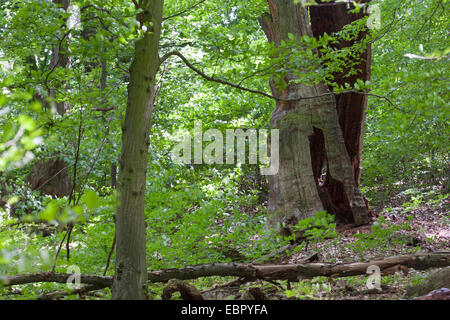 Urwald mit einem alten abgestorbenen Baum, Deutschland Stockfoto