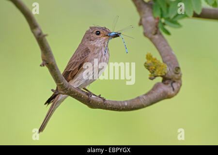 Grauschnäpper (Muscicapa Striata), mit Beute in der Rechnung, Deutschland, Niedersachsen Stockfoto