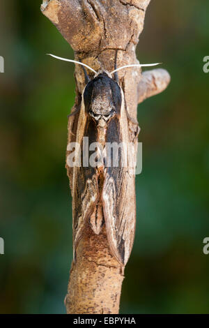 Liguster Hawkmoth (Sphinx Ligustri), auf einem Zweig, Deutschland, Rheinland-Pfalz Stockfoto