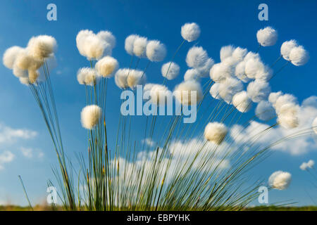 Grasbüschel Wollgras, Hares-Tail Wollgras (Wollgras Vaginatum) Fruchtkörper im Wind, Deutschland, Sachsen, Oldenburger Münsterland, Goldenstedter Moor zu senken Stockfoto