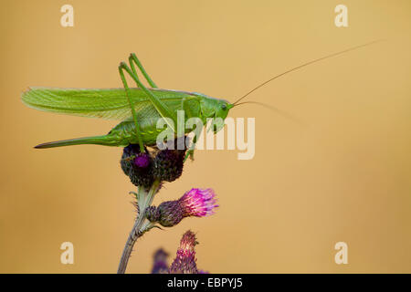 große grüne Bushcricket (Tettigonia Viridissima), sitzen auf Distel Blüten, Deutschland, Rheinland-Pfalz Stockfoto
