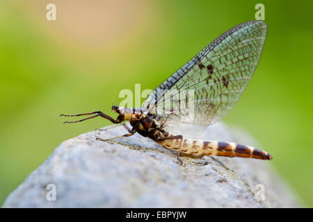 gemeinsamen Eintagsfliege (Ephemera Vulgata), sitzt auf einem Stein, Deutschland, Rheinland-Pfalz Stockfoto