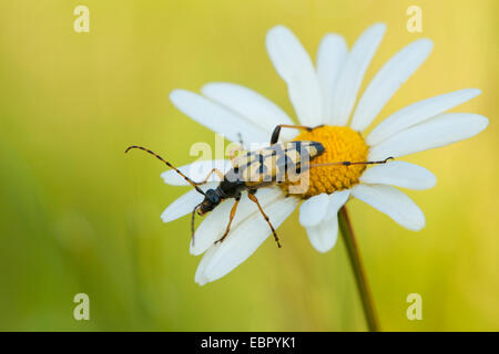 Spotted Longhorn, gelb-schwarz Longhorn Beetle (Strangalia Maculata, Stenurella Maculata, Leptura Maculata, Rutpela Maculata), sitzt auf einem Gänseblümchen, Deutschland, Rheinland-Pfalz Stockfoto