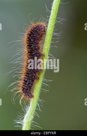 Lemonia Dumi (Lemonia Dumi), Raupe auf einem Stiel, Deutschland, Rheinland-Pfalz Stockfoto