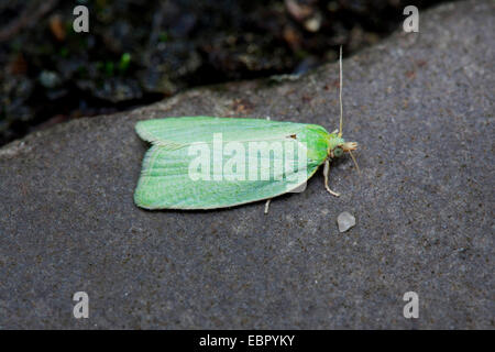 Erbse-grünen Eiche Curl, grüne Eiche Tortrix, Eiche Leafroller, grüne Eiche Walze, Eiche Tortrix (Tortrix Viridana), sitzt auf einem Stein, Deutschland, Rheinland-Pfalz Stockfoto