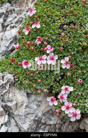 Dolomiten-Fingerkraut (Potentilla Nitida), blühen, Italien, Südtirol, Dolomiten Stockfoto