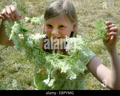 Europäischen schwarzen Holunder, Holunder, gemeinsame Holunder (Sambucus Nigra), Mädchen zeigen ihre Holunderblüten koronalen, Deutschland Stockfoto