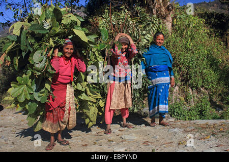 Frauen, die eine Fülle von Futtermitteln für die heimischen Rinder, Kathmandutal, Nepal Pokhara Stockfoto