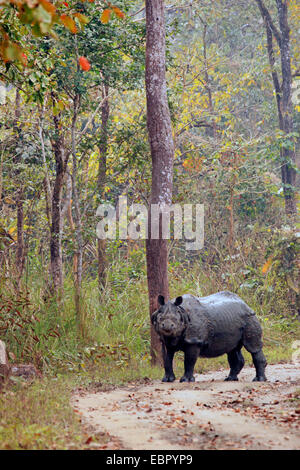 Größere Panzernashorn, Great Indian One gehörnten Nashorn (Rhinoceros Unicornis), stehend auf einem Waldweg, Nepal, Terai, Chitwan National Park Stockfoto