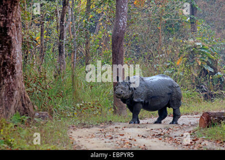 Größere Panzernashorn, Great Indian One gehörnten Nashorn (Rhinoceros Unicornis), stehend auf einem Waldweg, Nepal, Terai, Chitwan National Park Stockfoto