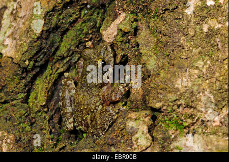 Strauch-Frosch (Pseudophilautus spec.), sitzen auf einem Baumstamm gut getarnt, Sri Lanka, Sinharaja Forest National Park Stockfoto