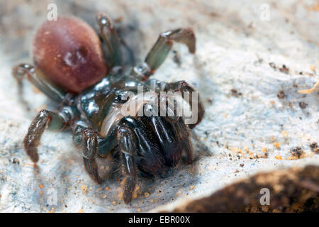 Geldbörse-Web-Spider (Atypus Affinis), auf seiner Web, Deutschland Stockfoto