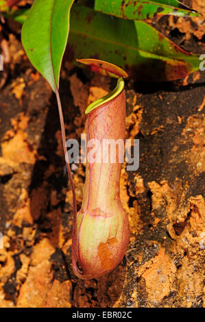 Kannenpflanze (Nepenthes spec.), öffnen Sie Nepenthes, Sri Lanka, Sinharaja Forest National Park Stockfoto