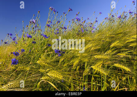 Schaltfläche "Bachelor's", Zusammenarbeit, Kornblume (Centaurea Cyanus), Kornblumen in einer Gerste Feld, Deutschland, Niedersachsen Stockfoto