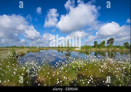 Grasbüschel Wollgras, Hares-Tail Wollgras (Wollgras Vaginatum), Wollgras an das Goldenstedt Hochmoor, Deutschland, Niedersachsen, Oldenburger Muensterland Stockfoto