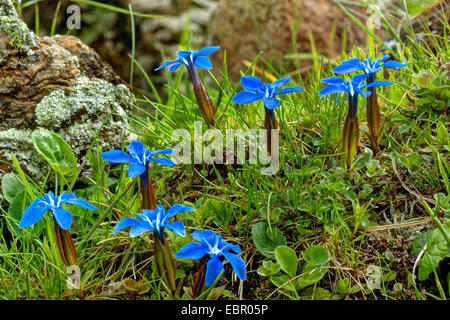 Frühlings-Enzian (Gentiana Verna), blühen, Österreich, Kärnten, Nationalpark Nockberge Stockfoto