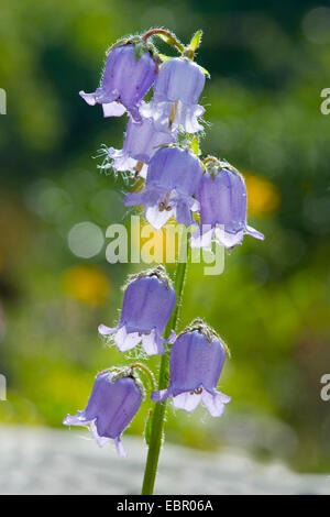bärtige Glockenblume (Campanula Barbata), Blütenstand bei Gegenlicht, Schweiz Stockfoto
