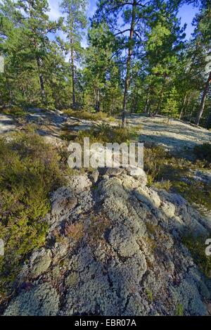 Crpet der Flechten in einem Wald in Schweden, Schweden, SmÕland Stockfoto