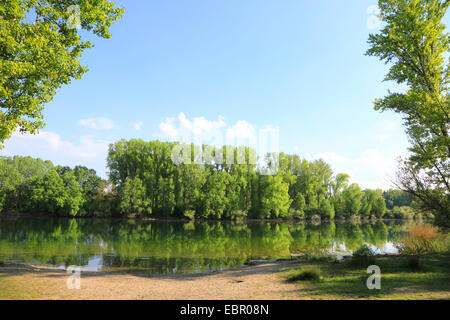 Alte Rhein-Arm im Frühjahr, Deutschland, Rhein Stockfoto