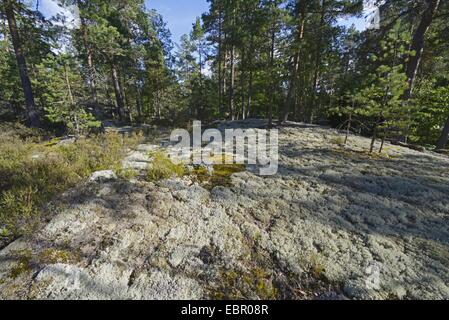 Teppich von Flechten in einem Wald in Schweden, Schweden, SmÕland Stockfoto