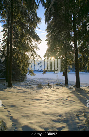 See im Wald im Winter, Deutschland, Sachsen, Muldenberg Stockfoto